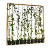 grenen gaas 180 180 cm met hedera