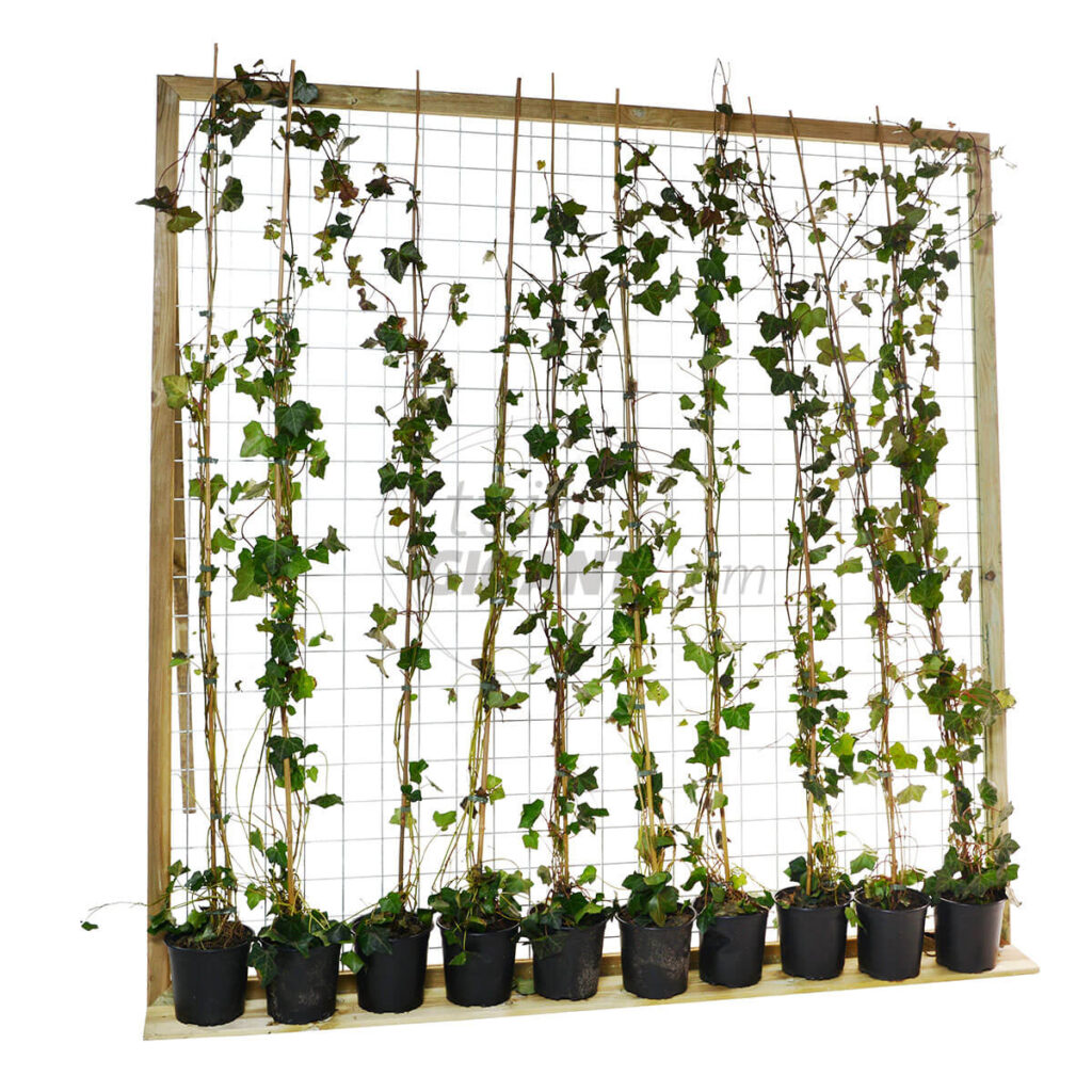 grenen gaas 180 180 cm met hedera