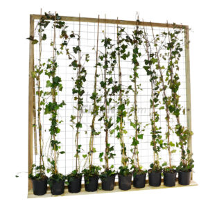 grenen gaas 180 180 cm met hedera