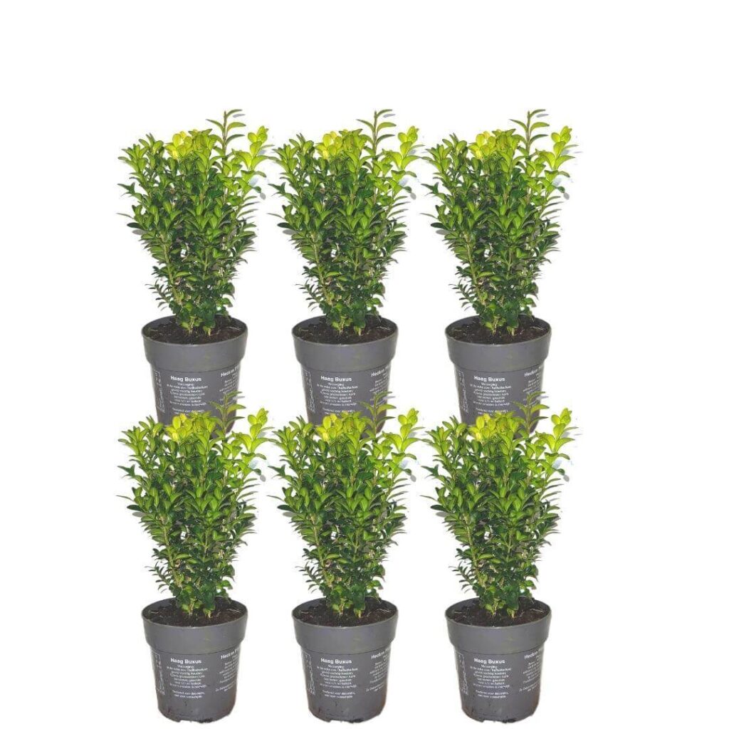 1m buxus sempervirens haag set van 6 haagplant