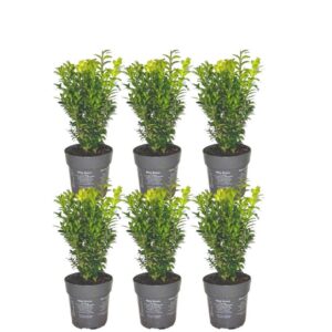 1m buxus sempervirens haag set van 6 haagplant