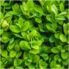 1m buxus sempervirens haag set van 6 haagplant