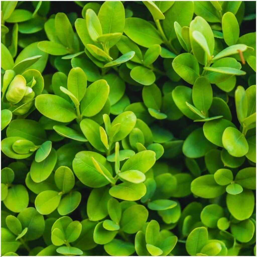 1m buxus sempervirens haag set van 6 haagplant