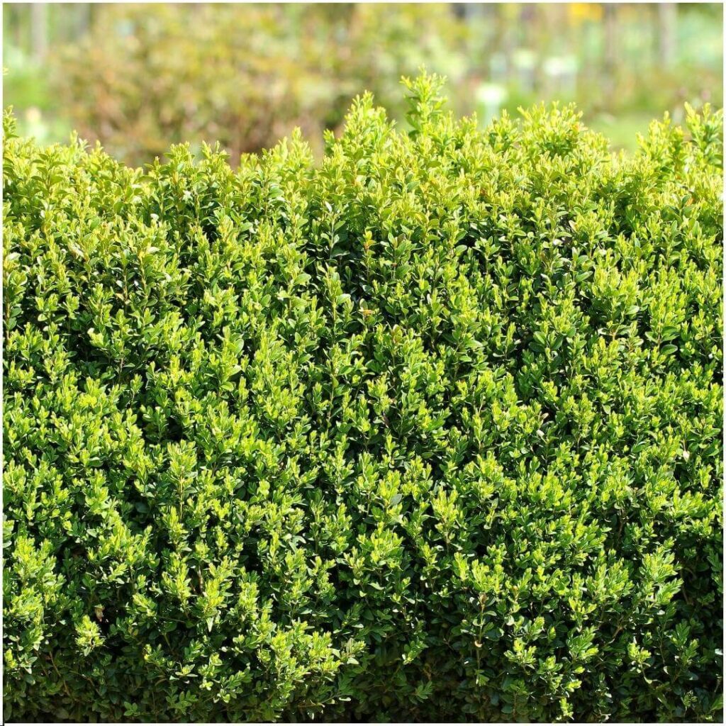 1m buxus sempervirens haag set van 6 haagplant