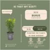 1m buxus sempervirens haag set van 6 haagplant