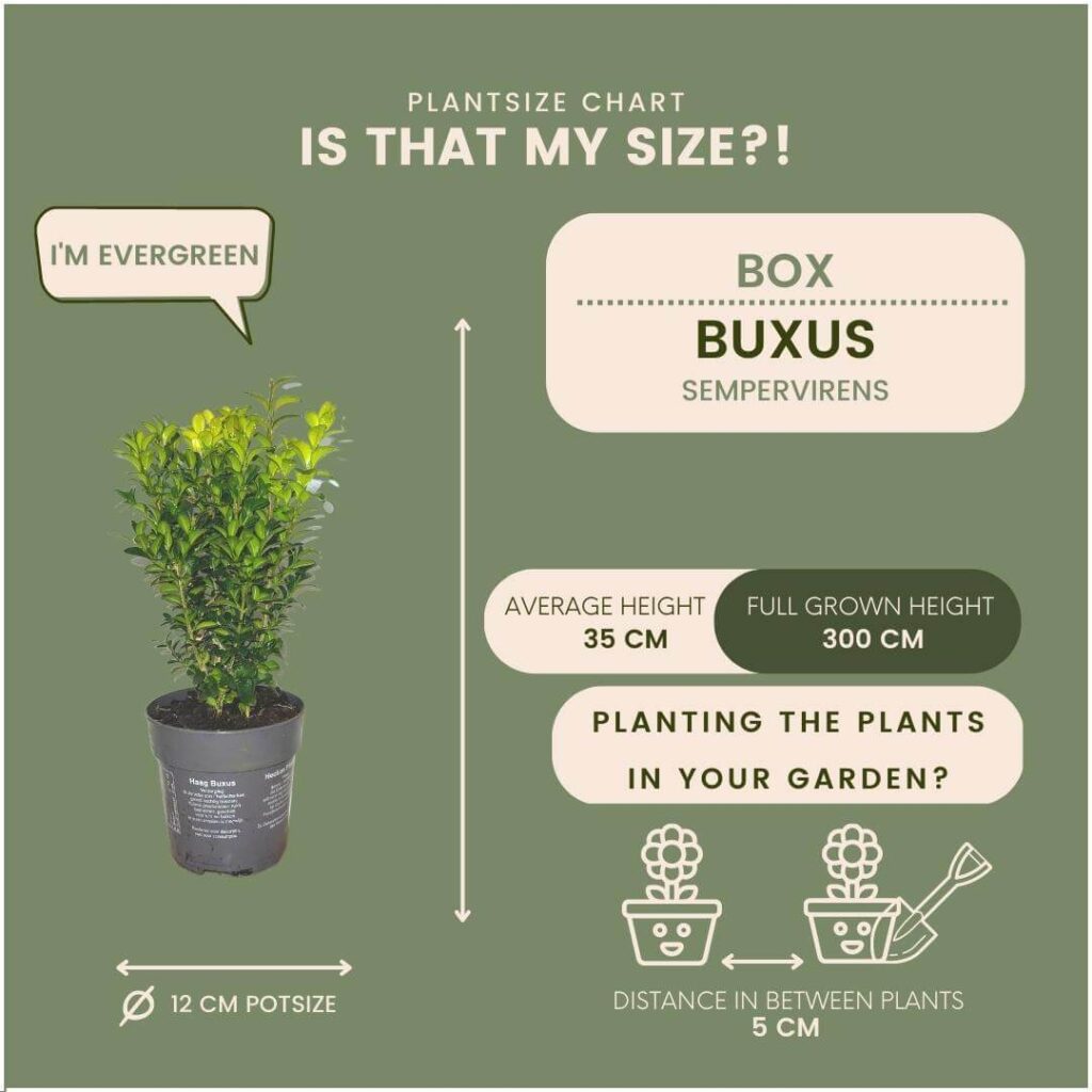 1m buxus sempervirens haag set van 6 haagplant