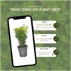 1m buxus sempervirens haag set van 6 haagplant