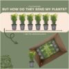 1m buxus sempervirens haag set van 6 haagplant