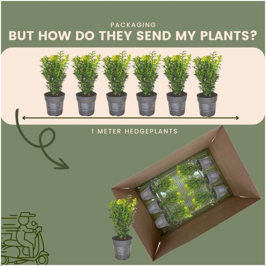 1m buxus sempervirens haag set van 6 haagplant