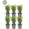Plants by Frank--tuingigant