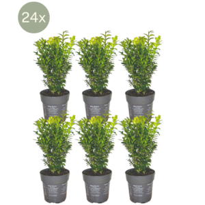 Plants by Frank--tuingigant
