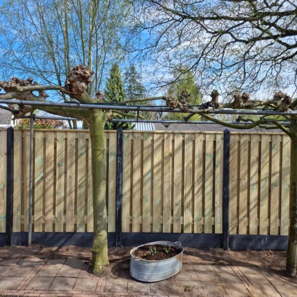 premium antra 21 grenen